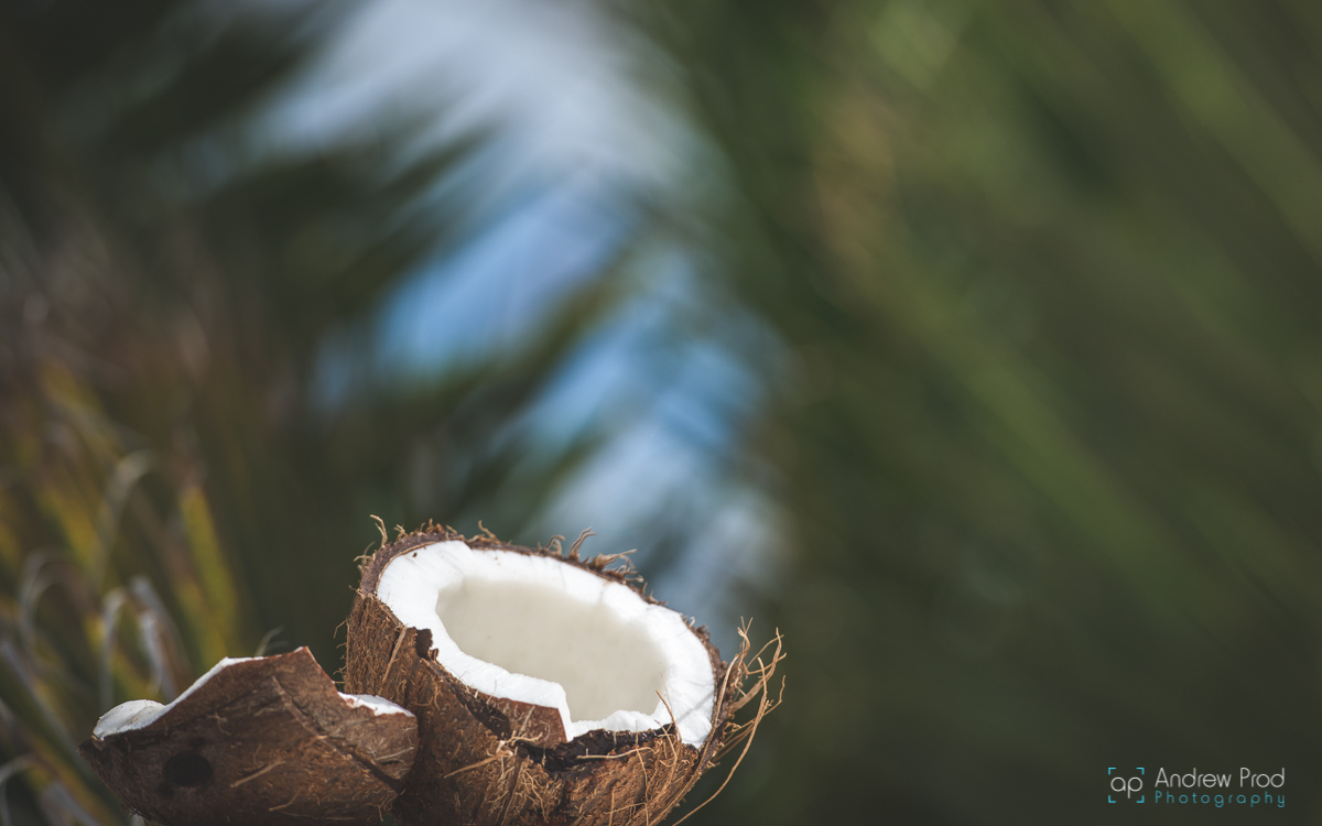 Coconut photography (2)