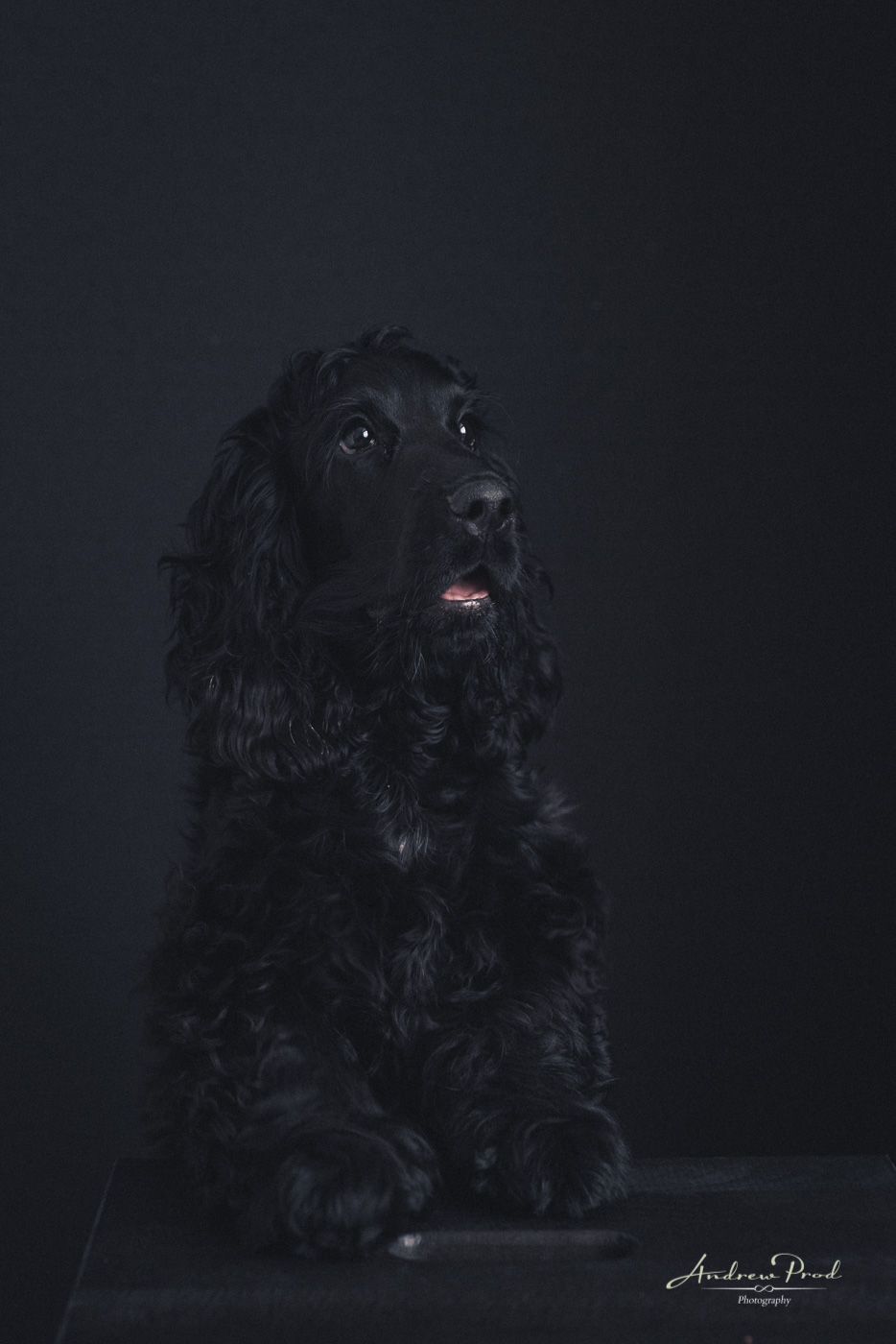 dog portraits