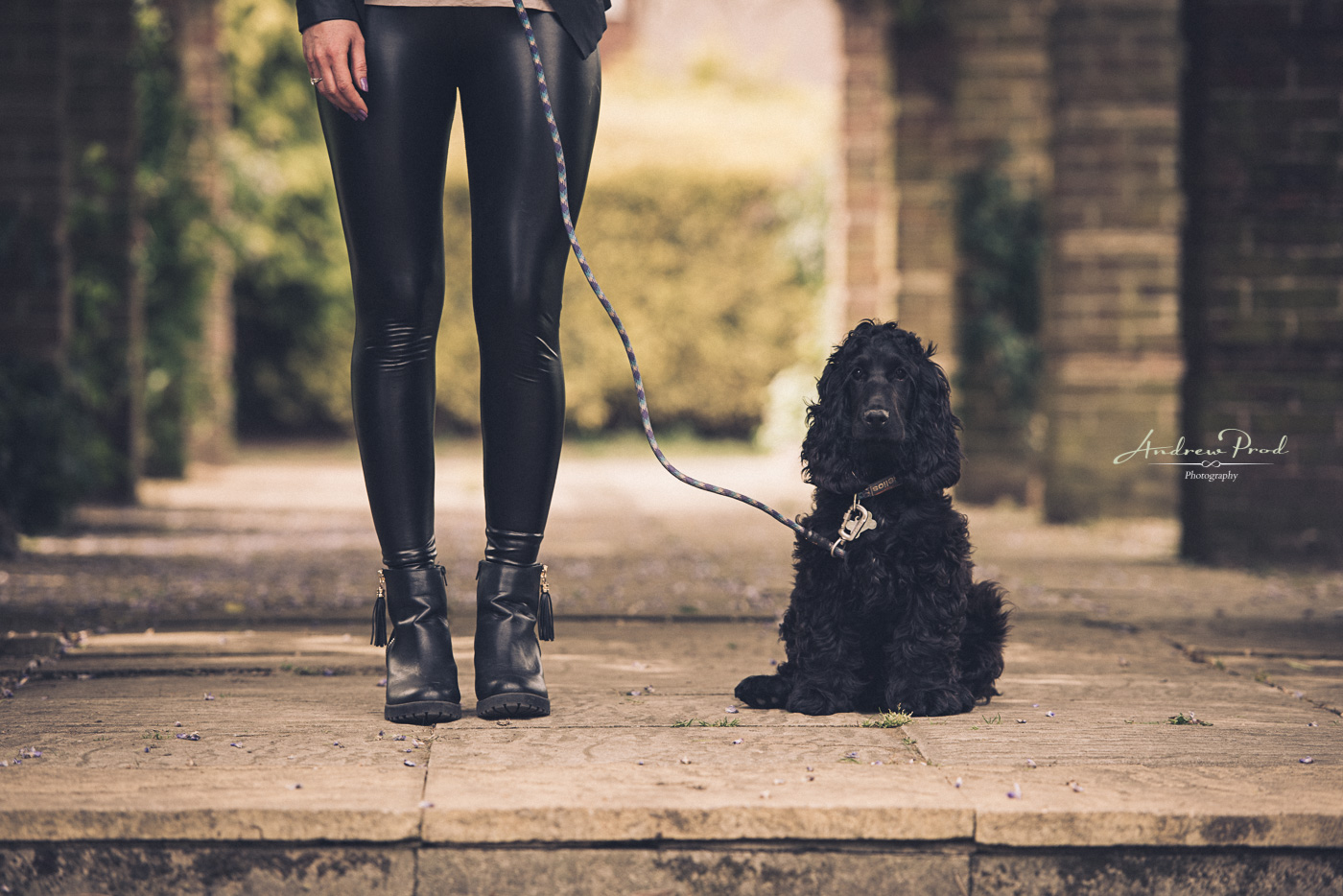 Dog portrait photographer