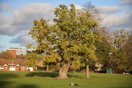 Photo example of using zoom lens to compress the background